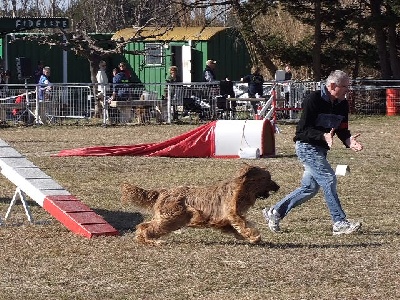 du Val de Méouge - Esméralda dite Bambou 2ème en agility à Pierrelate