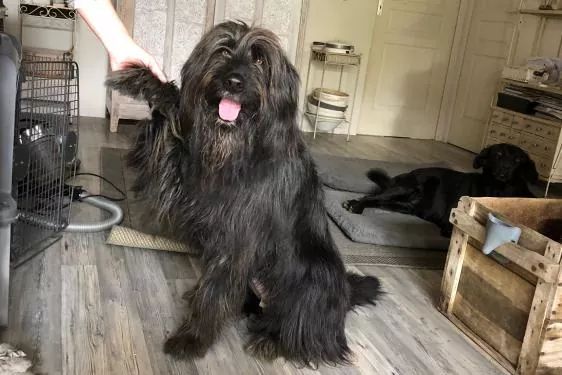 du Val de Méouge - Nouck briard de 2 ans a adopter 