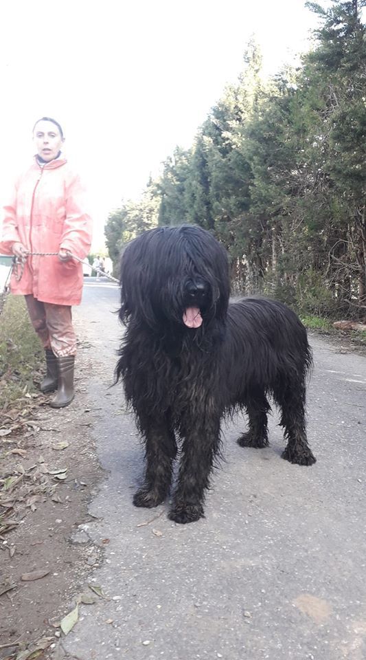 du Val de Méouge -  Ces 2 briards ont trouvé une.famille 26 novembre 2019