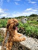  - Utch du Val de Méouge 8 mois en vacances en Bretagne