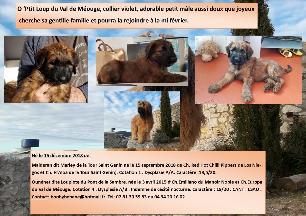 du Val de Méouge - O'Ptit loup violet cherche sa famille en or 31 janvier 2019