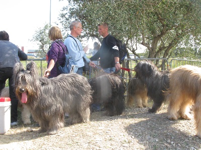 du Val de Méouge - Ubhis meilleur de race à l'expo d'Avignon le 2 octobre 2010