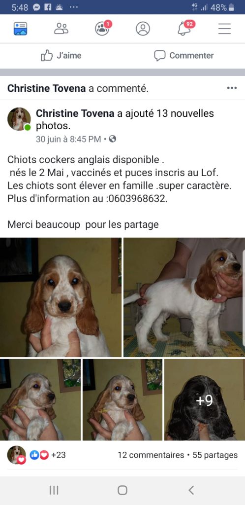 du Val de Méouge - Superbes bébés cockers disponibles chez notre amie Cristine 