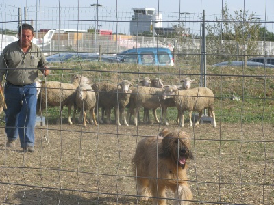 du Val de Méouge - Ewa obtient son CANT , son CSAU et un CAC le 2 octobre 2010