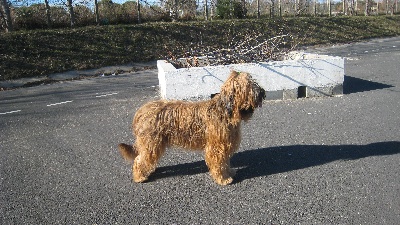 du Val de Méouge - Ewa à Béziers: CACS, CACIB, BOB, 2ème du gr 1.