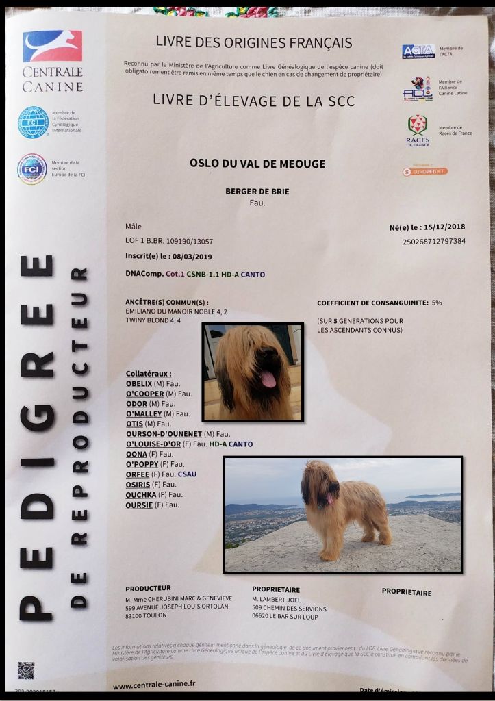 du Val de Méouge - Oslo obtient son pedigree de reproducteur:LOF définitif car confirmé