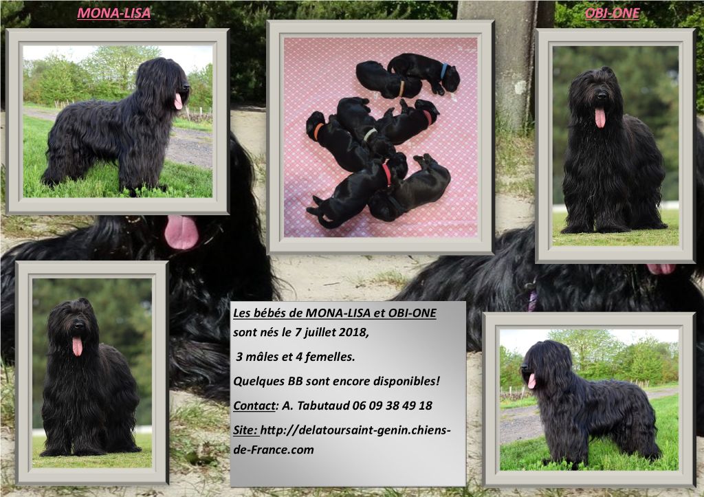 du Val de Méouge - A réserver bébés noirs chez notre amie Annie de la Tour St Genin