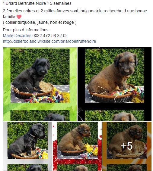 du Val de Méouge - 2 mâles et 2 femelles à réserver chez notre amie Maite éleveuse d'Oïde