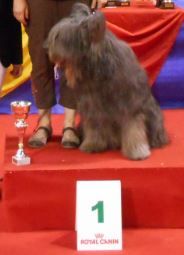 du Val de Méouge - Expo Martigues 28/09/2014 Ewa BOB 2ème Gr1. Ubhis 1ère des vétérants