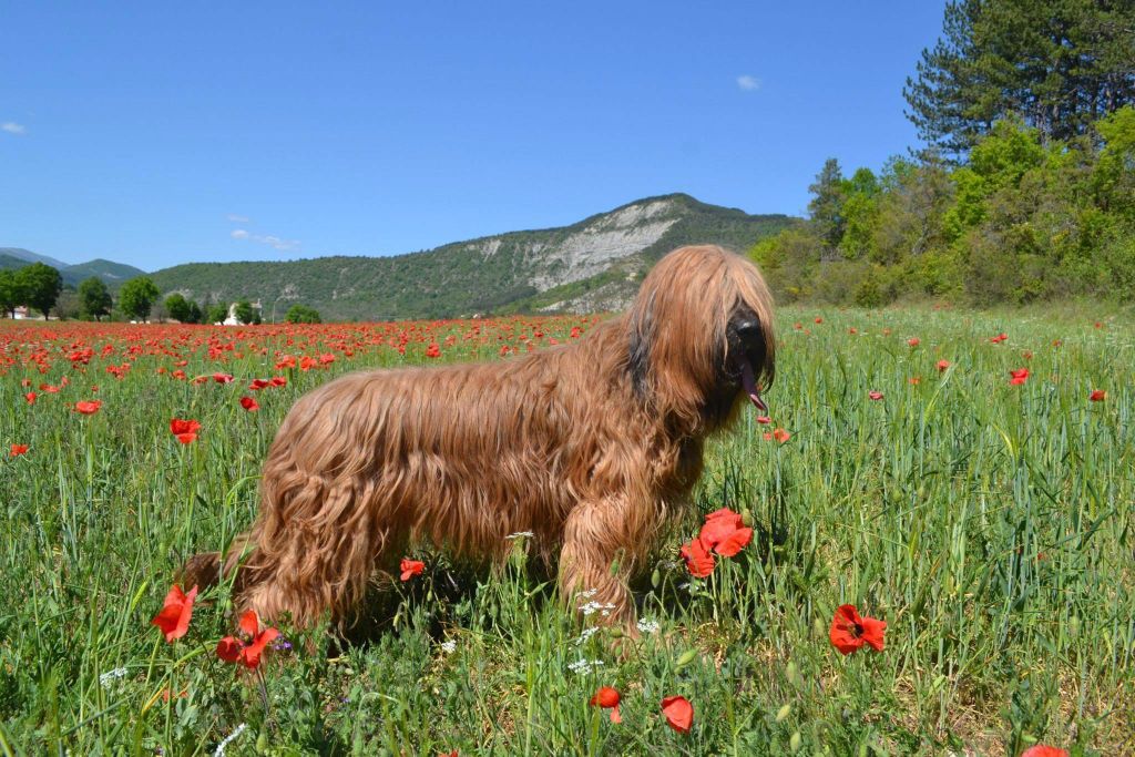 du Val de Méouge - 3 ans après ton départ on pense tellement à toi mon Ewa