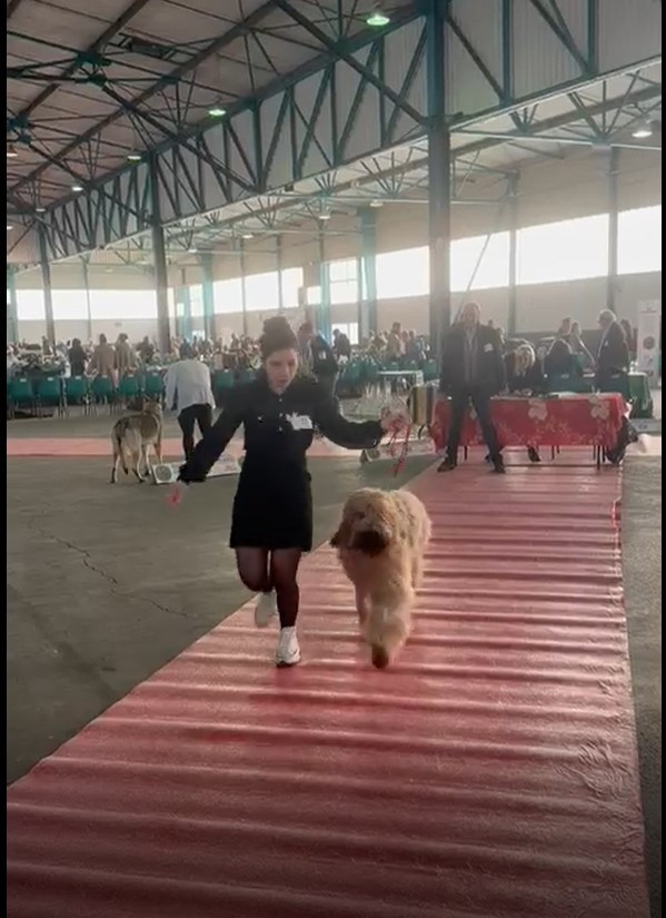 du Val de Méouge - U'Up du Val de Méouge. Spéciale de Cavaillon . 07/12/2025 CACS en Classe Travail Juge Mr Jean Kerfriden