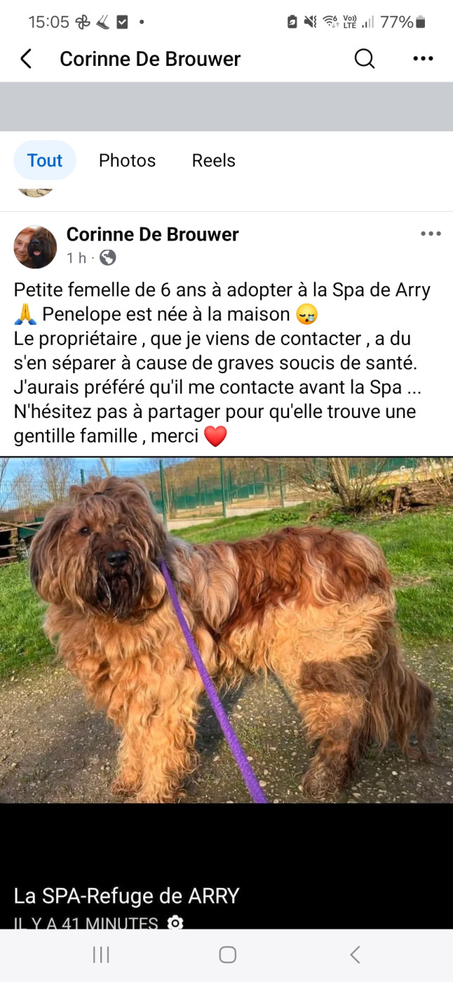 A adopter belle briarde de 6 ans à la SPA d' Arry en Moselle