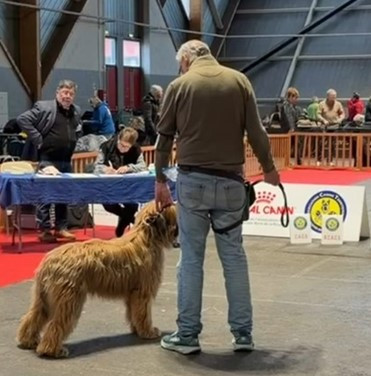 du Val de Méouge - Arrane du Val de Méouge 1ère exc CACS jeune à Amiens le 14/02/2026 Juge C. Karcher