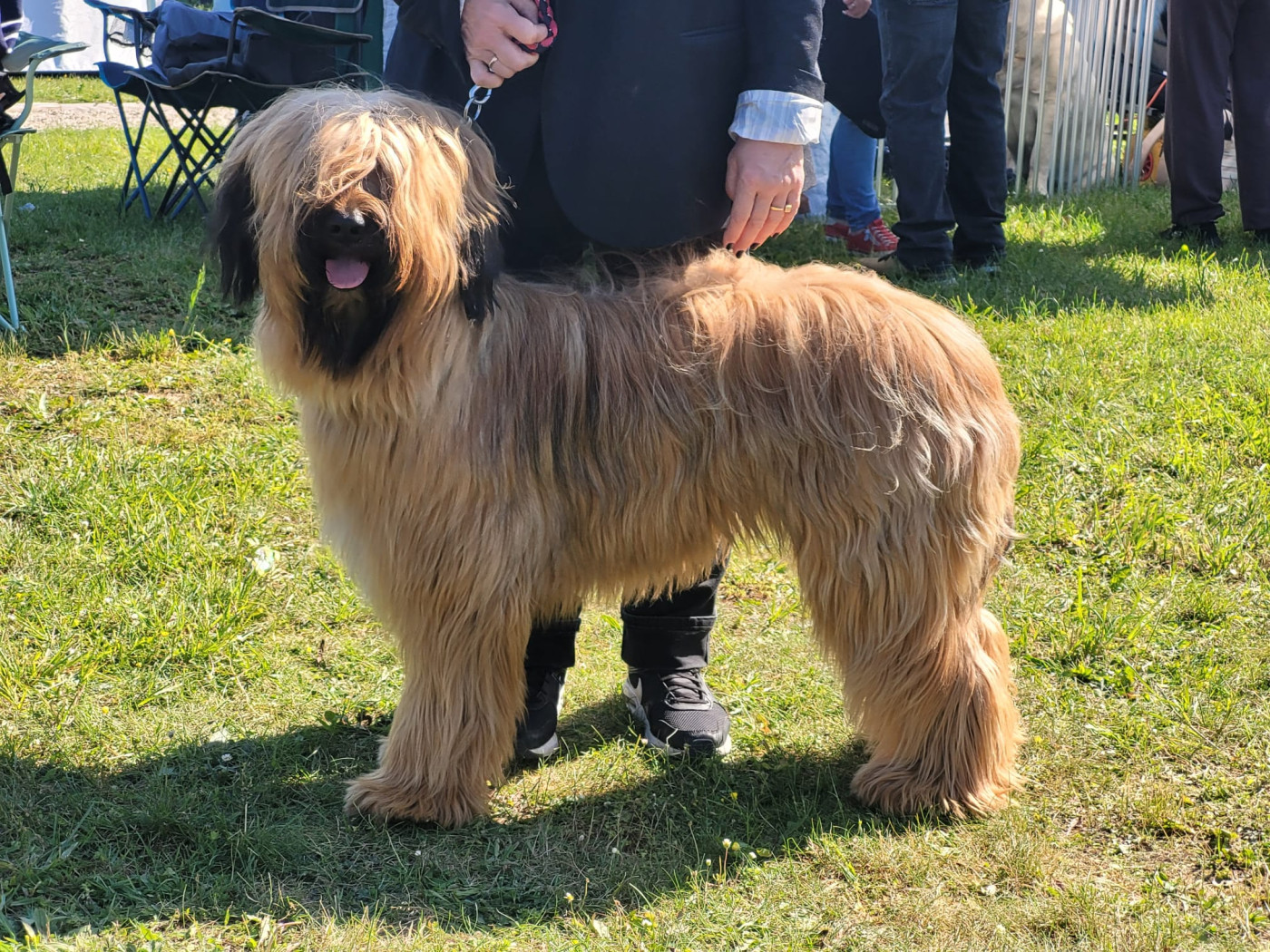 Arrane du Val de Méouge 1er Exc, CACS.Jeune à la spéciale de race de Moisson ce 8 mai 2026. Juge Mr Vizzari Dominique