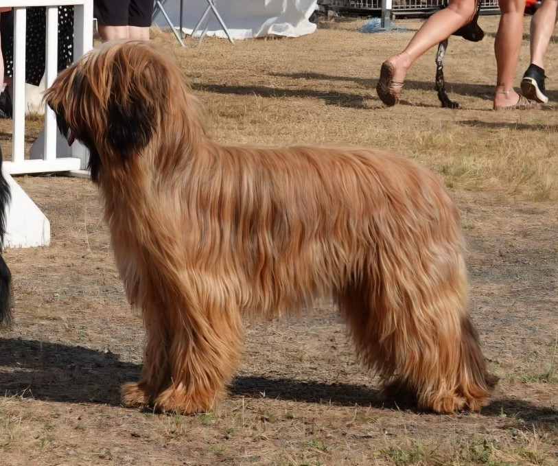 Arrane du Val de Méouge, CACIB Jeune et Meilleur Jeune. Championnat de France. Juge Mr Jean Jacques Dupas . 21 juin 2026