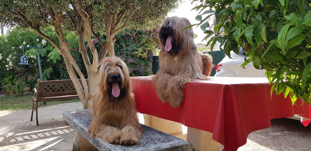 du Val de Méouge - O'Louise d'or et papa Marley