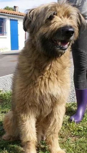du Val de Méouge - Sos Vegas 12 ans cherche un panier retraite. SPA de la Rochelle