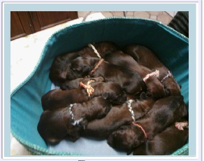 du Val de Méouge - Les bébés d'Etna et Double choc sont nés le 24 novembre 2011