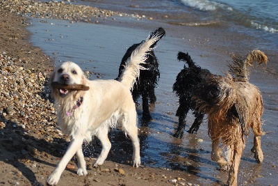 du Val de Méouge - Les 4 filles de Véro et Michel à la plage de Hyères.