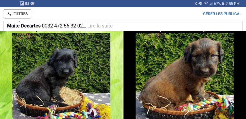 du Val de Méouge - Beaux bébés de 5 semaines à réserver aux Bel Truffes noires