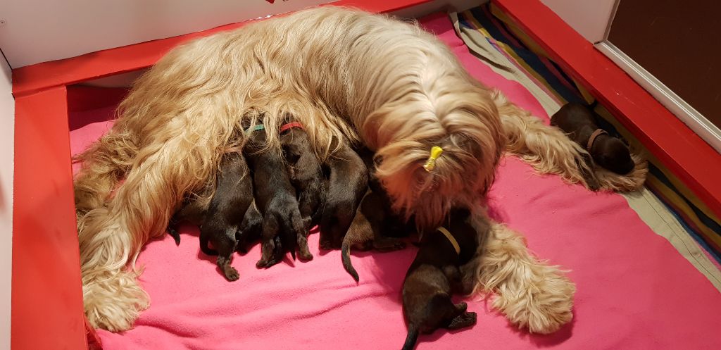 du Val de Méouge - Adorables petits loupiots à reserver pour mi février 2019.