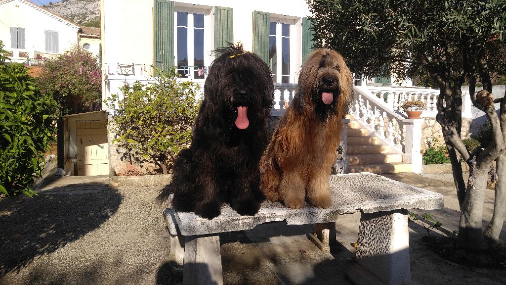 du Val de Méouge - Ounénet 2 ans et demi et Oïde 2 ans mi décembre 2017