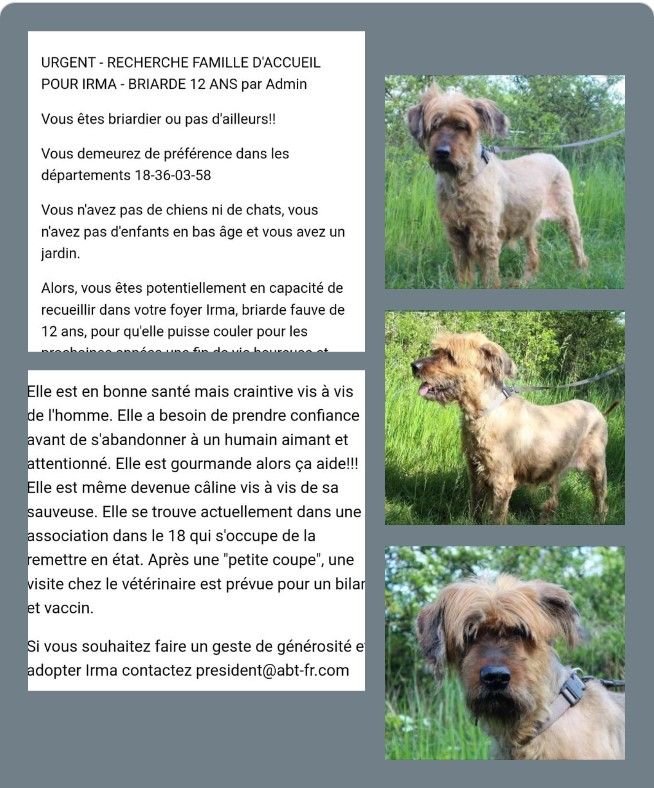 du Val de Méouge - Irma briarde fauve recherche une famille au grand coeur! Partagez svp!