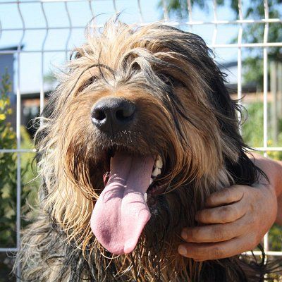 du Val de Méouge - Chewbacca a été adopté : il est heureux ! Merci à son nouveau maître