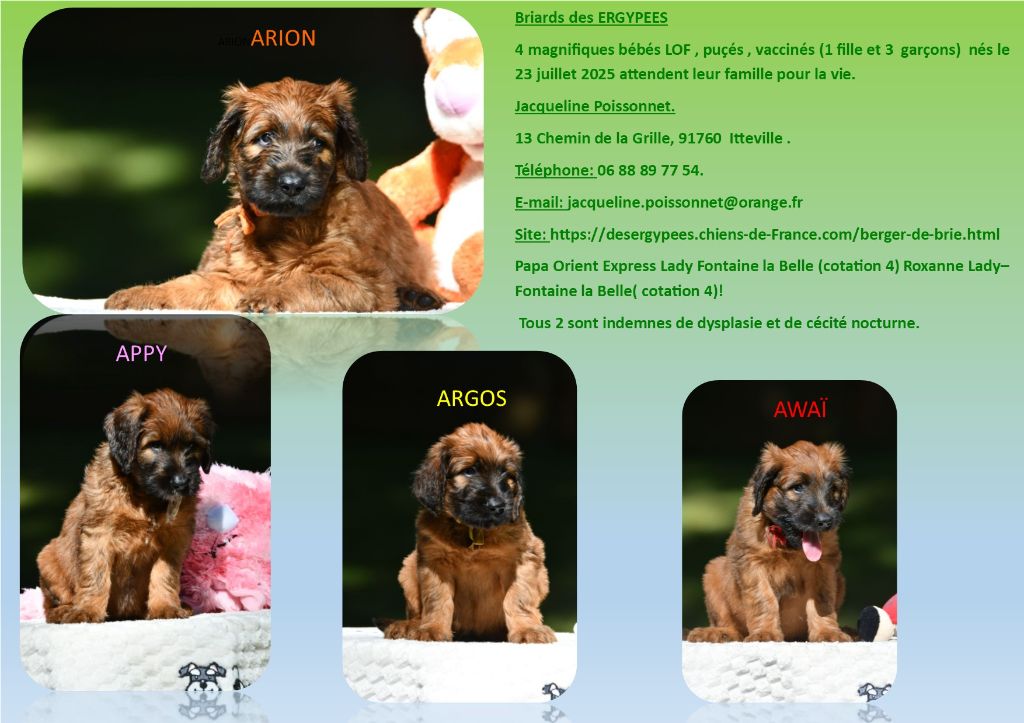 Chiots disponibles chez mon amie Jacqueline Poissonnet. 