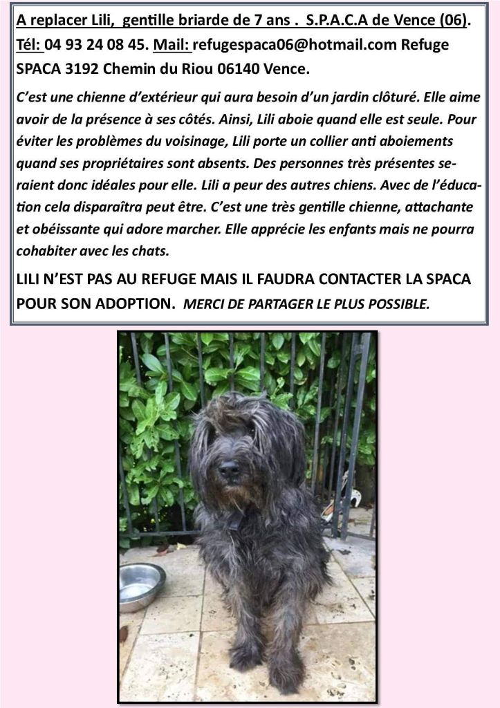 du Val de Méouge - Lili briarde grise de 7 ans a replacer