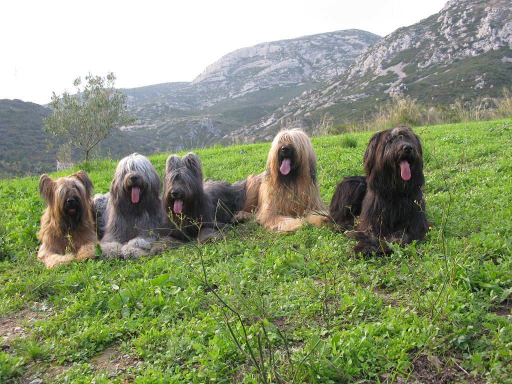du Val de Méouge - Repose en paix mon petit Cheyenne parti ce 24 juin 2018