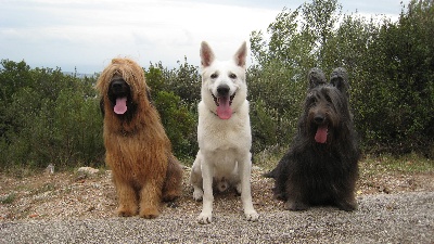 du Val de Méouge - Ewabis en balade avec Enko leur copain berger blanc suisse