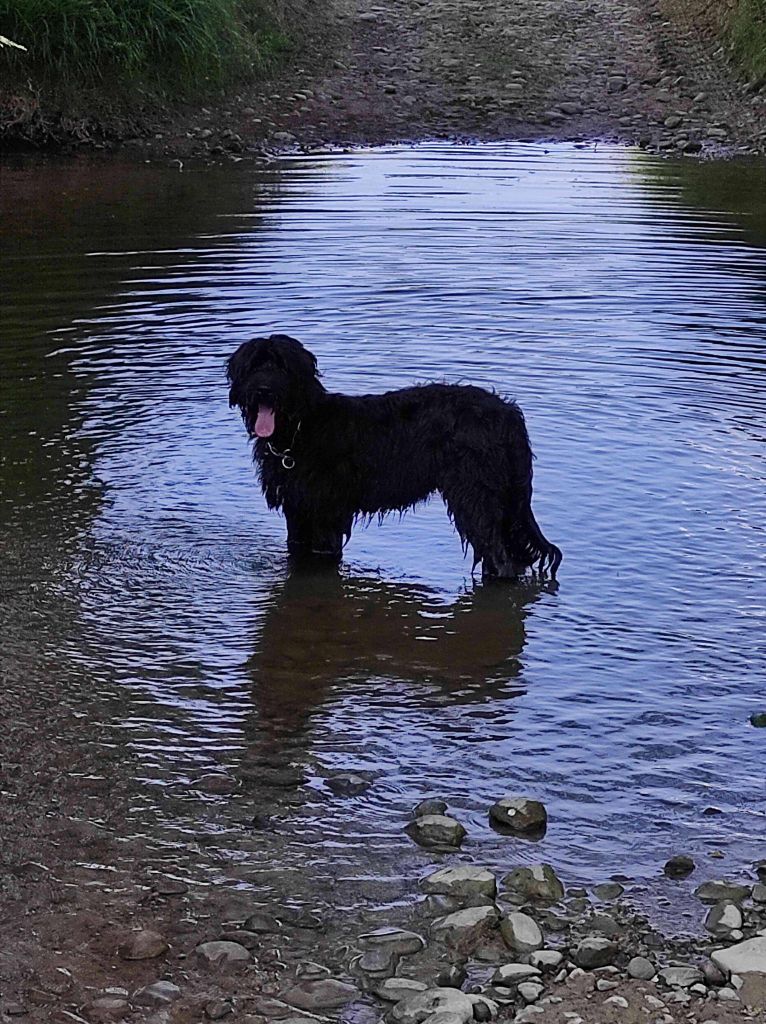 du Val de Méouge - A replacer briard noir de 7 mois dans les Landes 