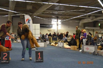 du Val de Méouge - Europa CAC, CACIB à Dortmund devient championne d'Allemagne