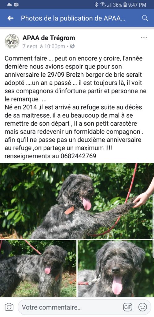 du Val de Méouge - Breizh briard de 4 ans à adopter dans spa en Bretagne