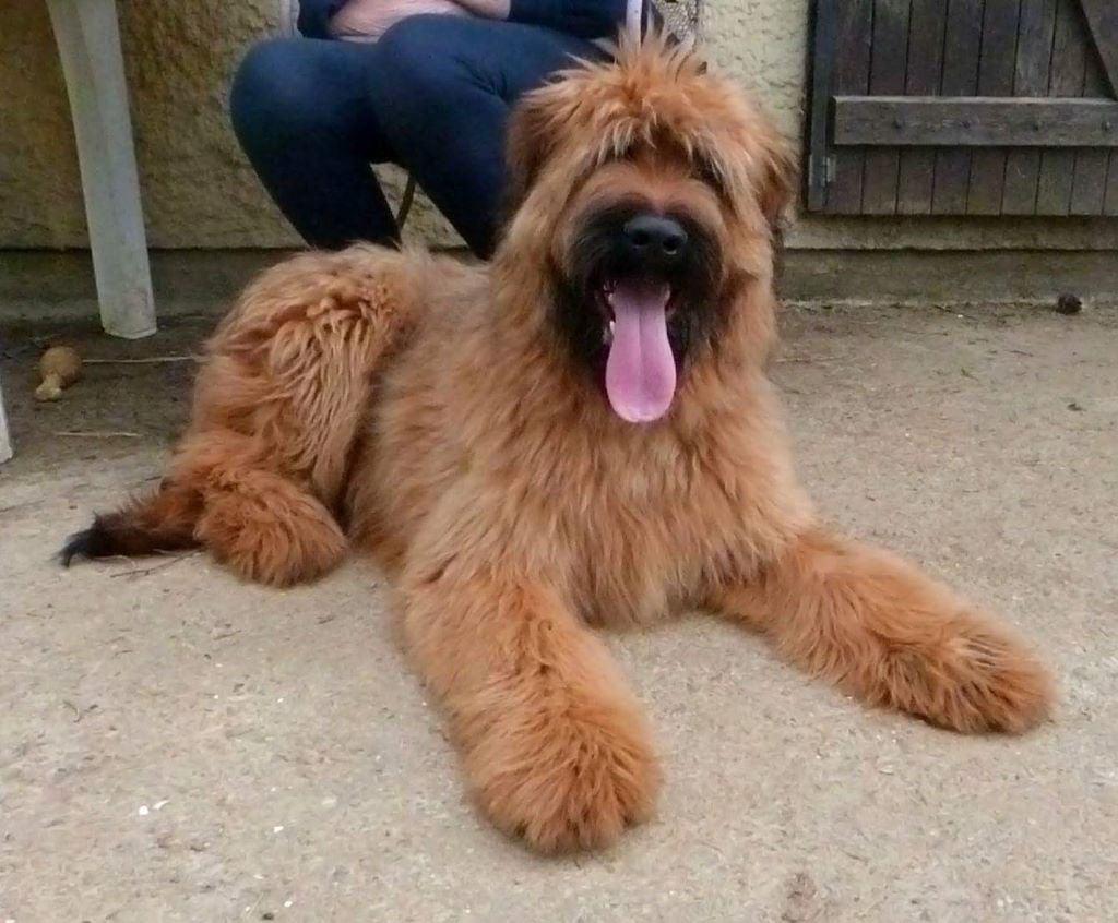du Val de Méouge - Jeune briard mâle LOF de 6 mois a trouvé sa nouvelle famille