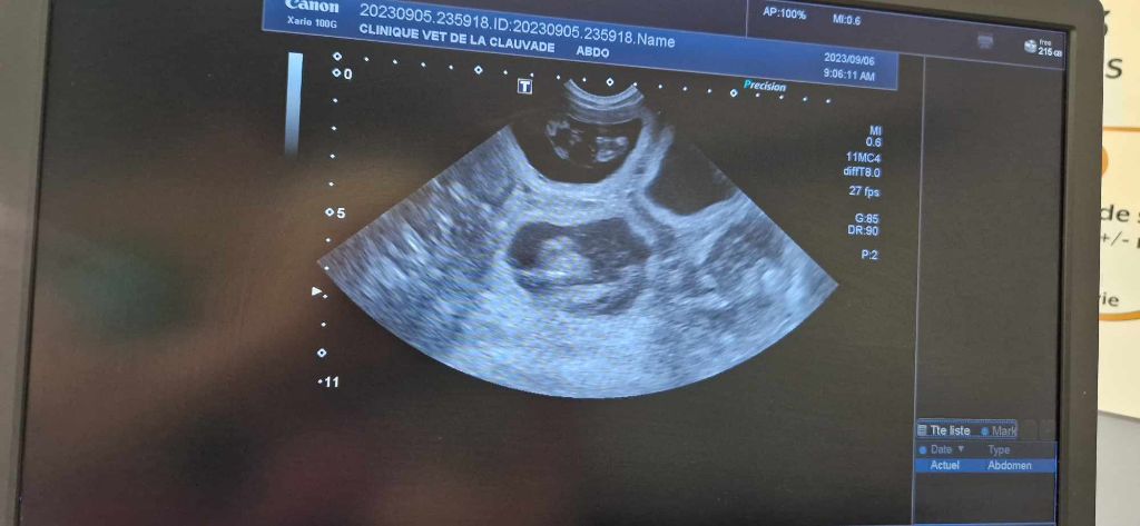 du Val de Méouge - Gestation confirmée pour Louise! Réservation possible