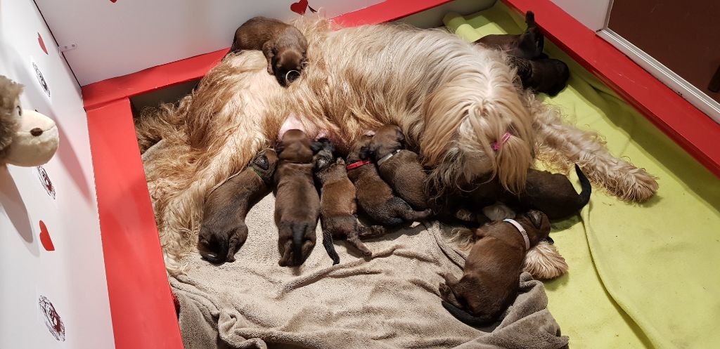 du Val de Méouge - Adorables petits loupiots à reserver pour mi février 2019.