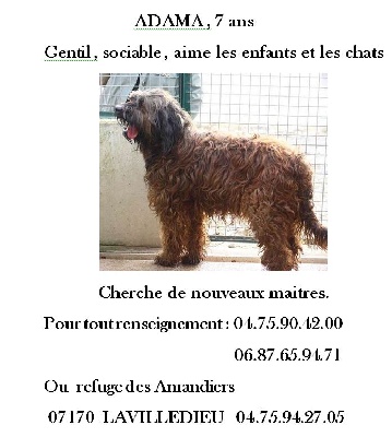 du Val de Méouge - Briard fauve à adopter