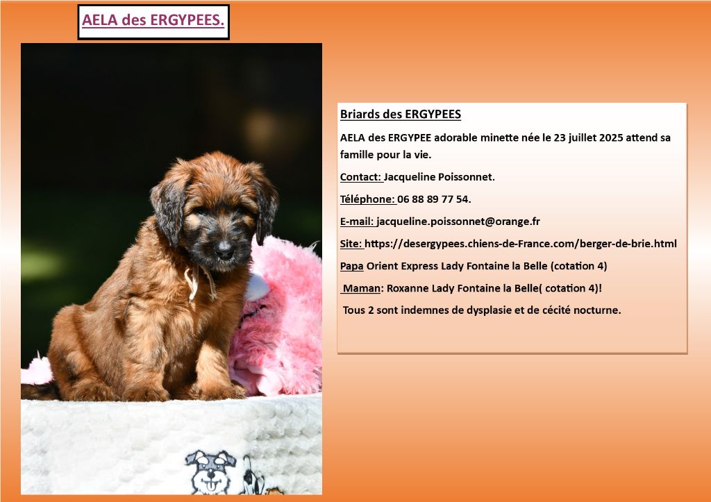 Petite briarde disponible chez mon amie Jacqueline Poissonnet. 