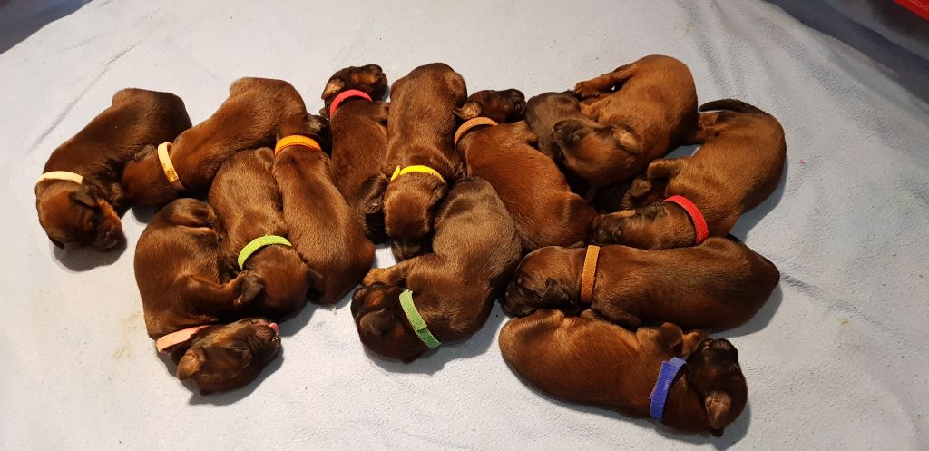 du Val de Méouge - A réserver bébés briards fauves disponibles mi février 2019