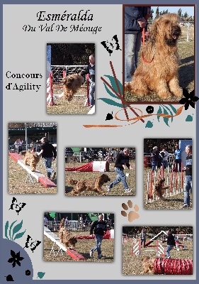 du Val de Méouge - Esméralda 1ère exc concours agility Martigues