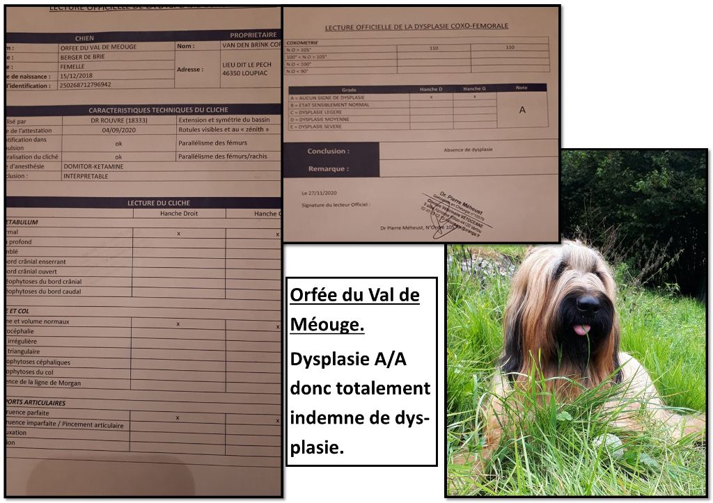 du Val de Méouge - Orfée en dysplasie A/A trop contents
