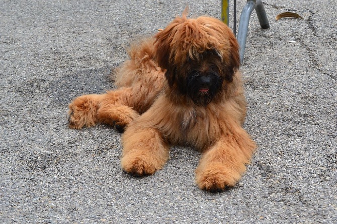 du Val de Méouge - Ounénet Avignon Très prometteur et meilleur puppy