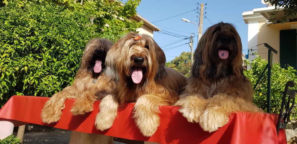 du Val de Méouge - O'Louise d'or entre papa Marley et maman Ounénet
