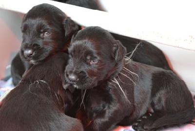du Val de Méouge - Bébés d'Europa du Val de Méouge, ce 4 décembre 2011
