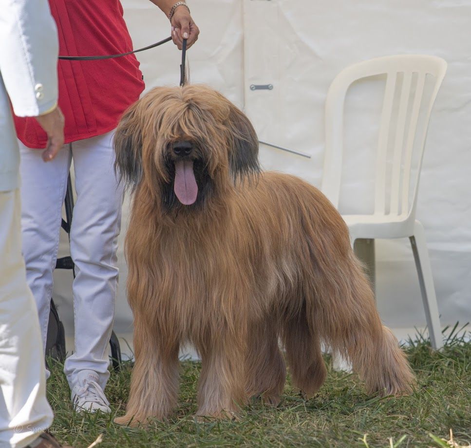 du Val de Méouge - Double championnat de France 2020. O'Louise d'or du Val de Méouge