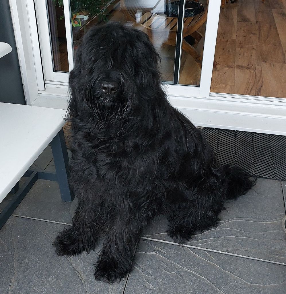 du Val de Méouge - Adorable briard noir de 2 ans cherche sa nouvelle famille!