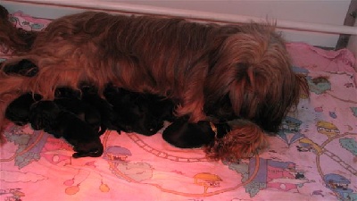 du Val de Méouge - Europa et ses bébés de 3 jours le 11 novembre 2011