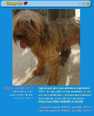 du Val de Méouge - SOS briard en refuge cherche famille près de Nîmes